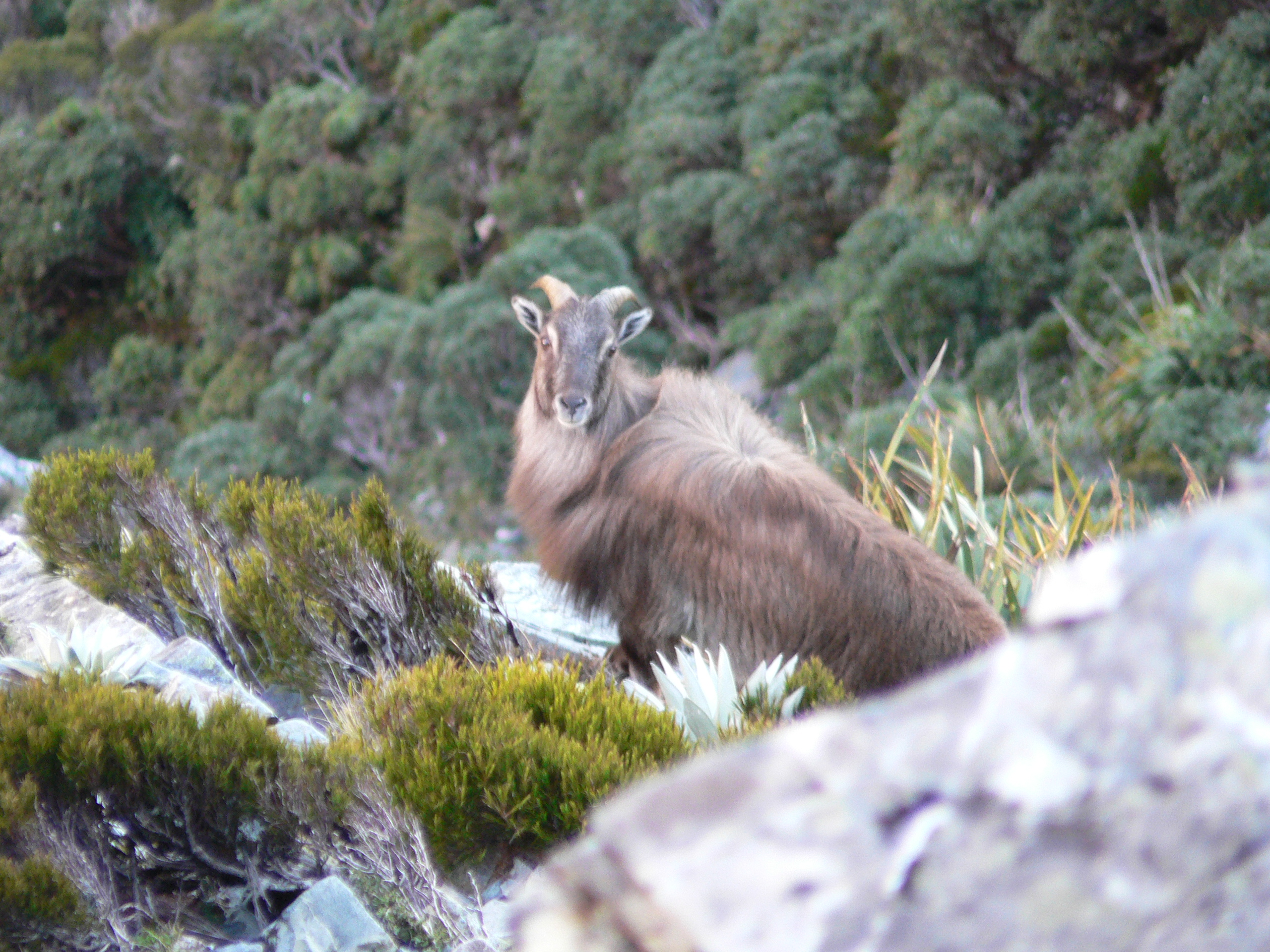 TAHR MT COOK APRIL 2008