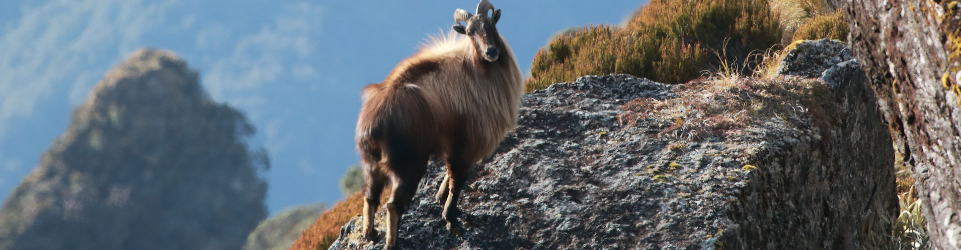 bull tahr